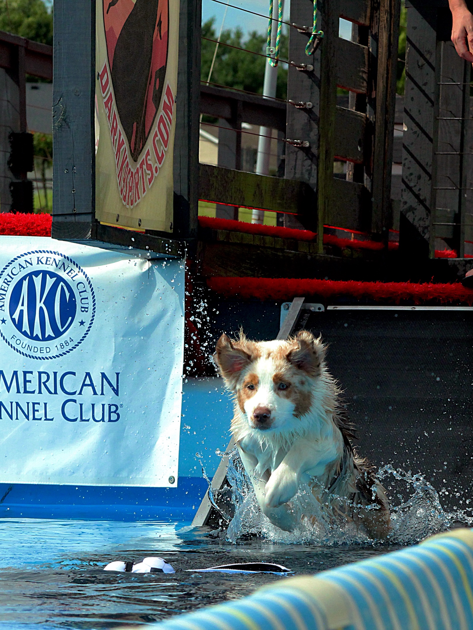@Beck | Kentucky Dog Trainer