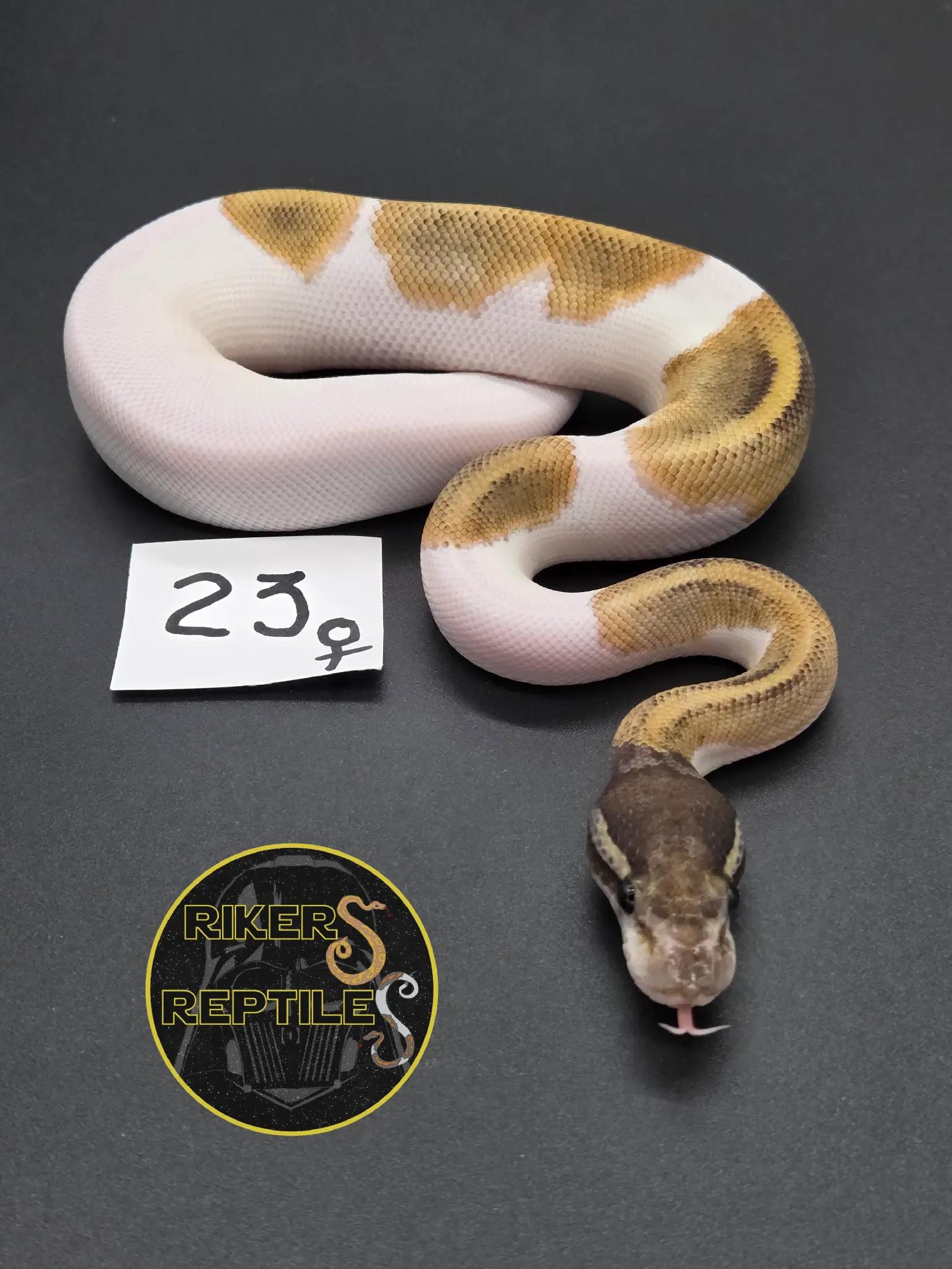 @Rikers Reptiles