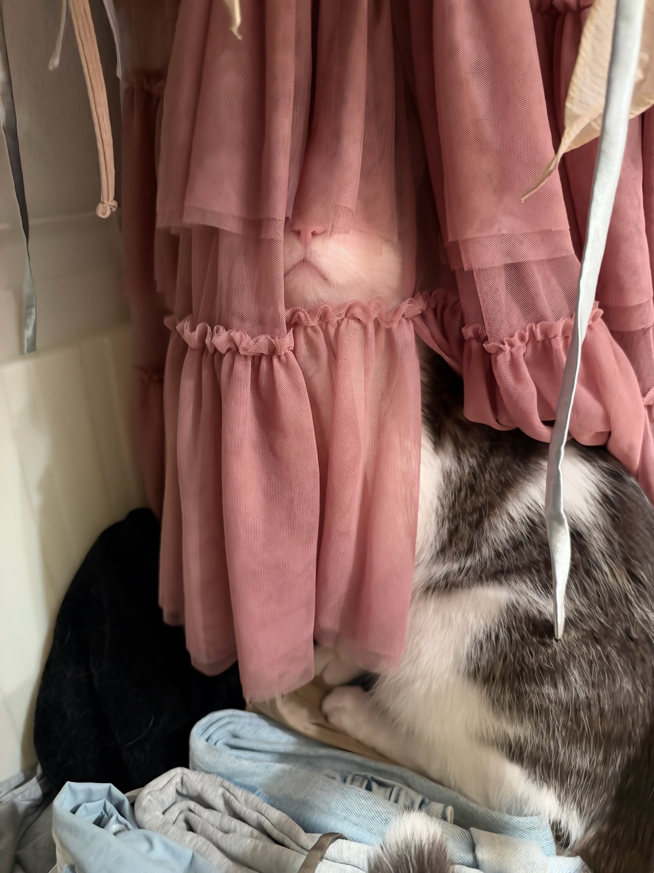 @Mimi Wawa Meow