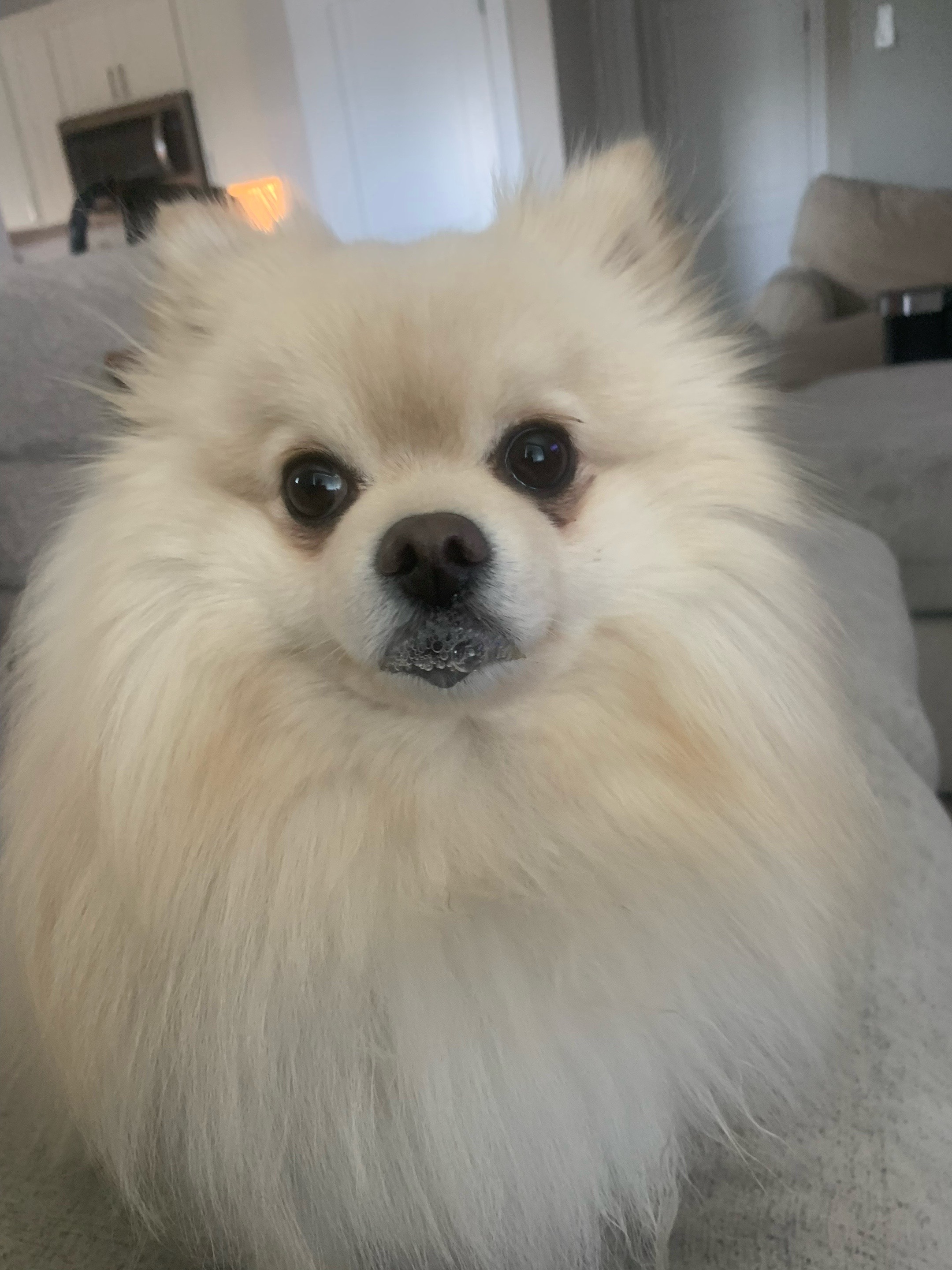 @beingmilothepom
