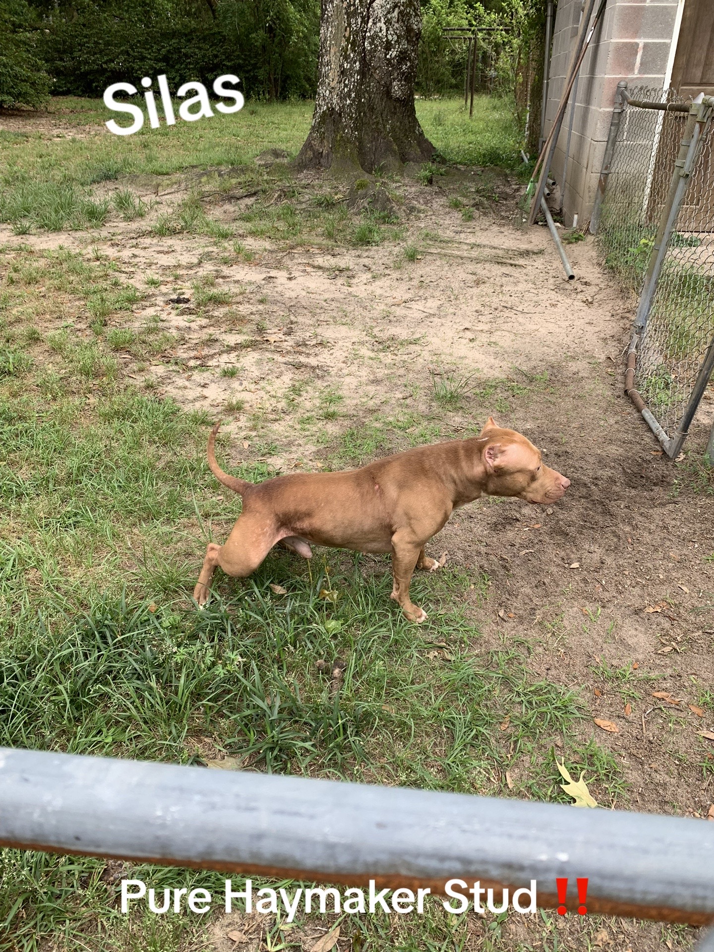 @4LeggedAthletes