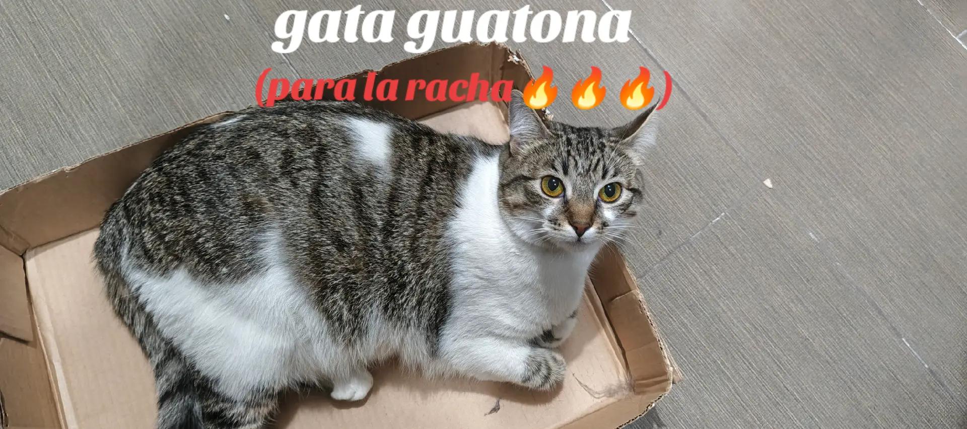 @noobsito_(user24k8l96m72k401)