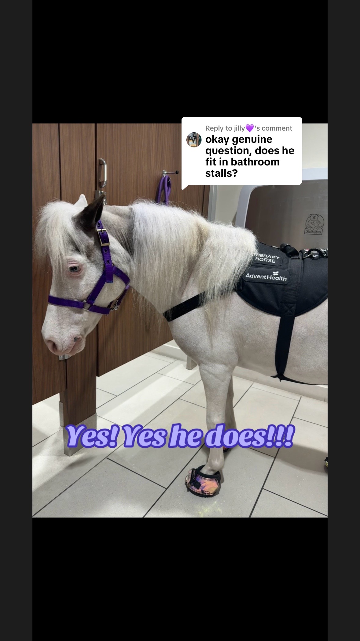 @Sugarfoot the Therapy Horse