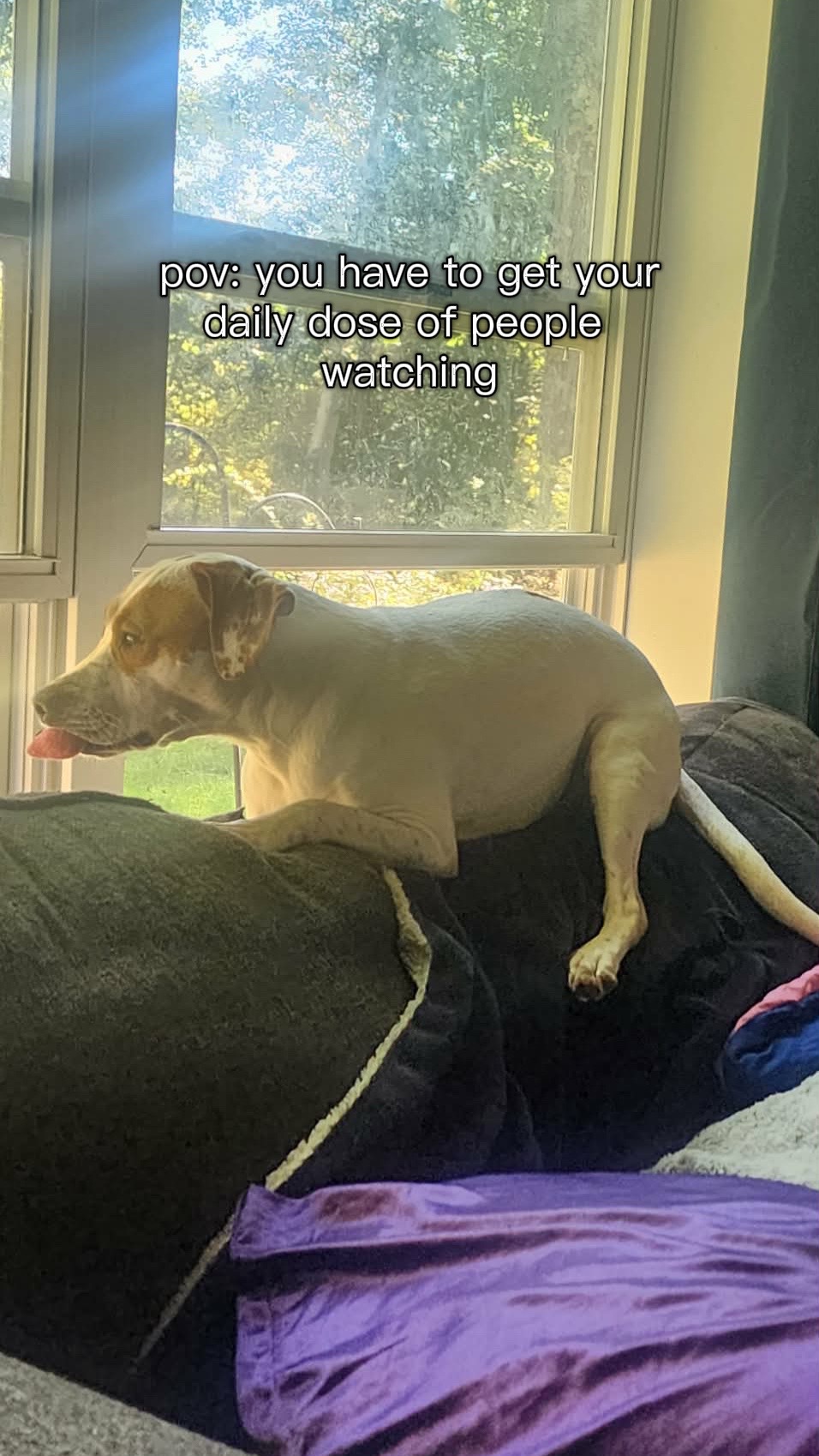 @Sproutie 🐶