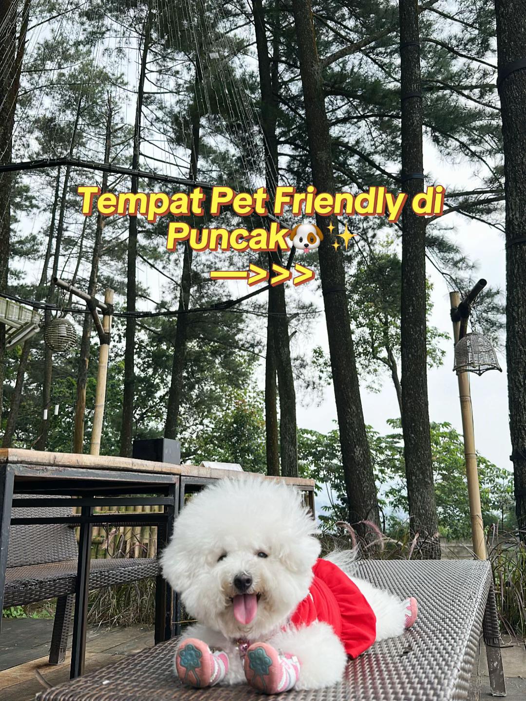 @Donut The Bichon