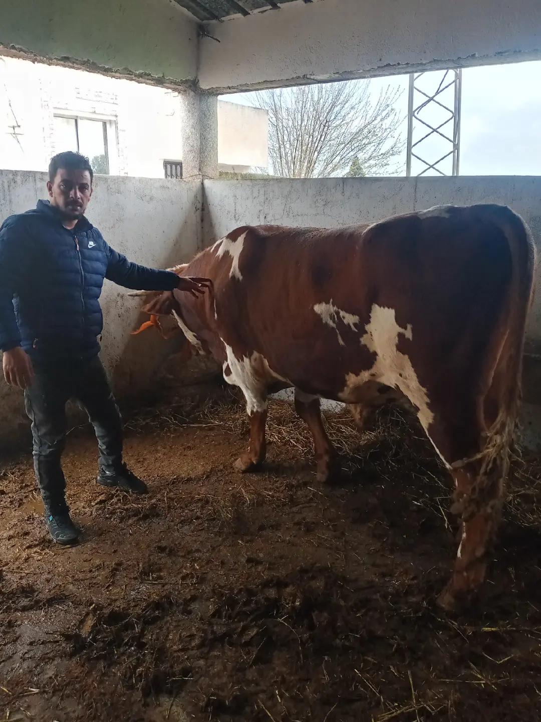 @HAMDI ZAOUGHI