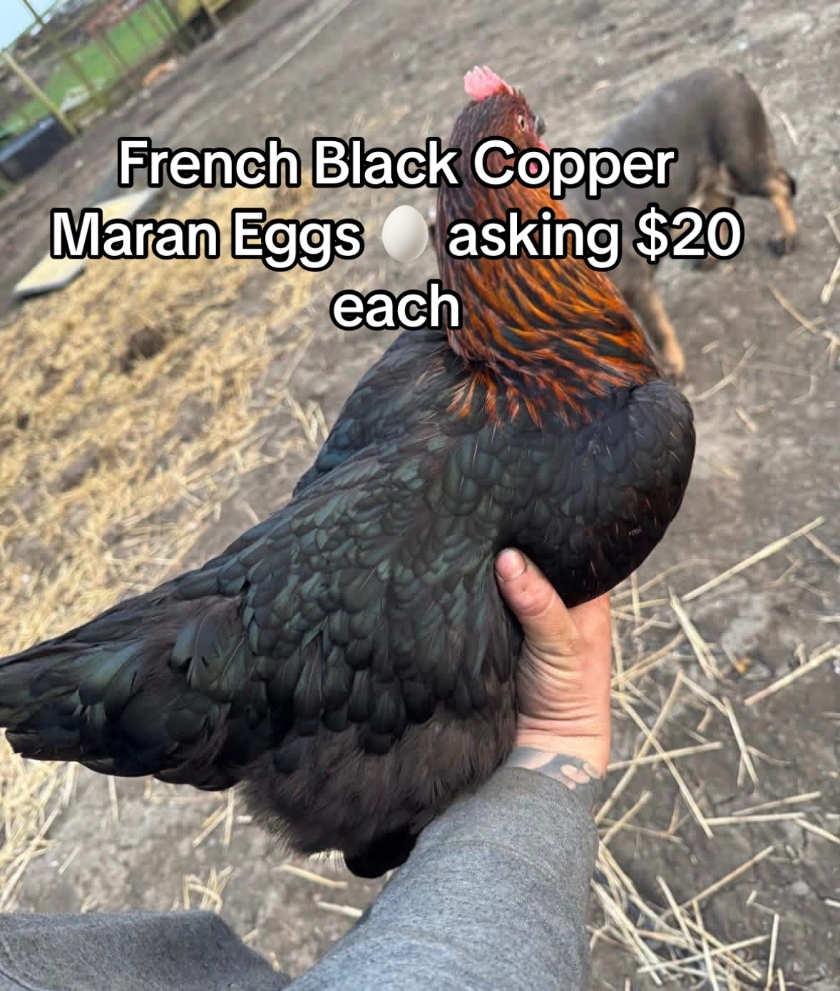 @Matthew’s Feathered Farm