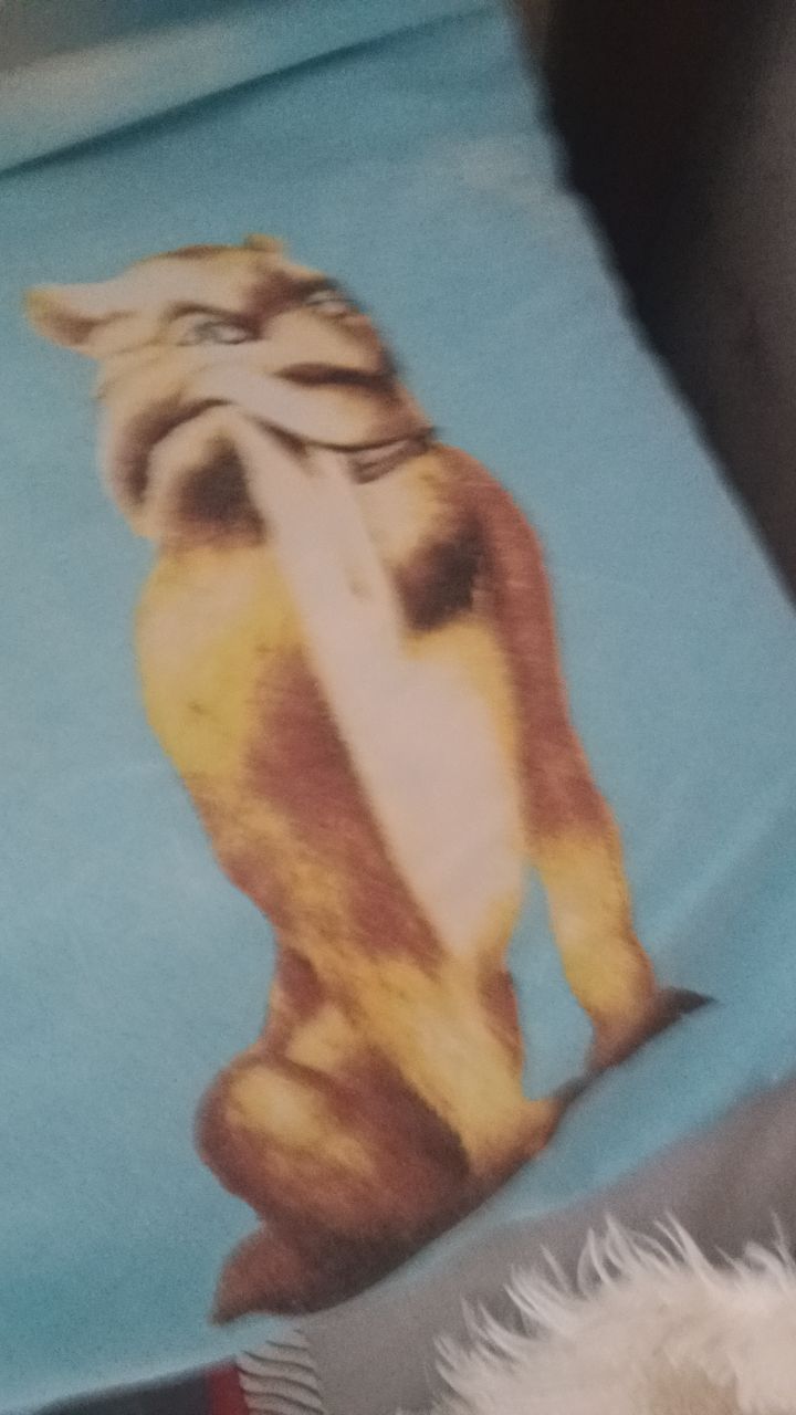 @кот