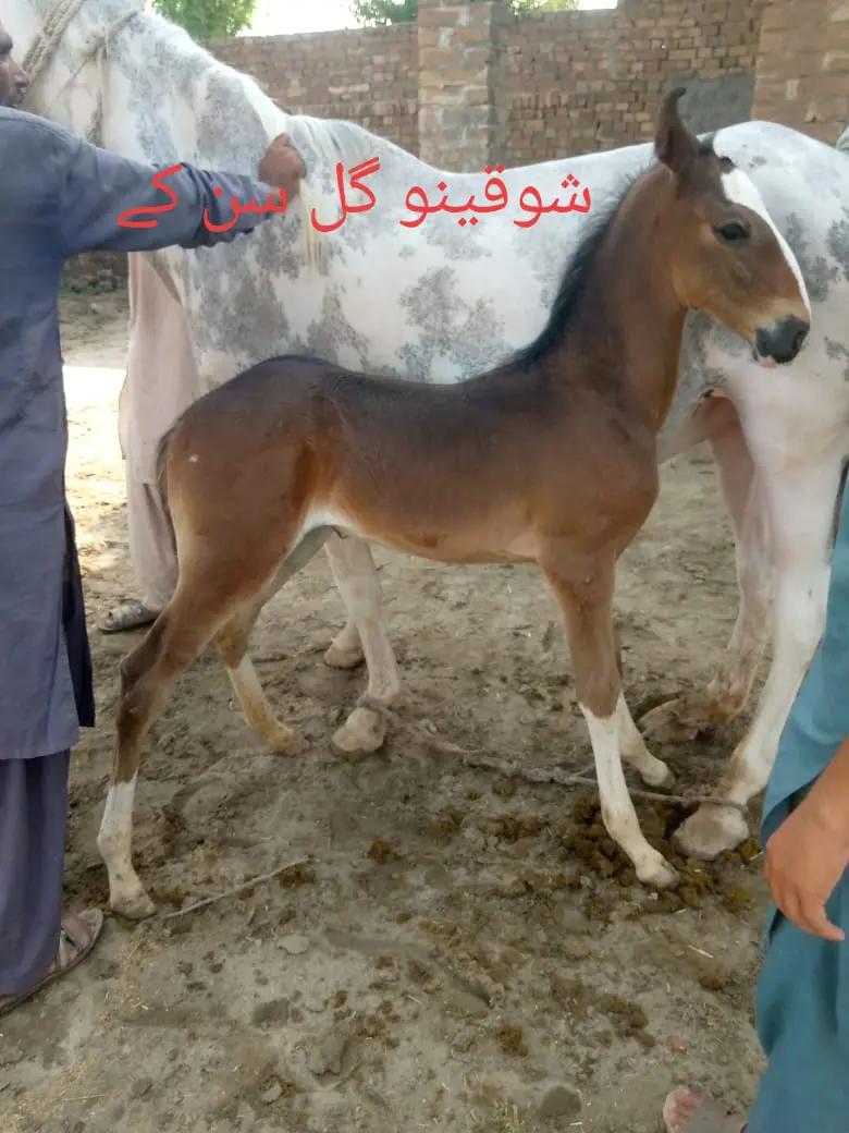 @Ghazanfar khan Baloch