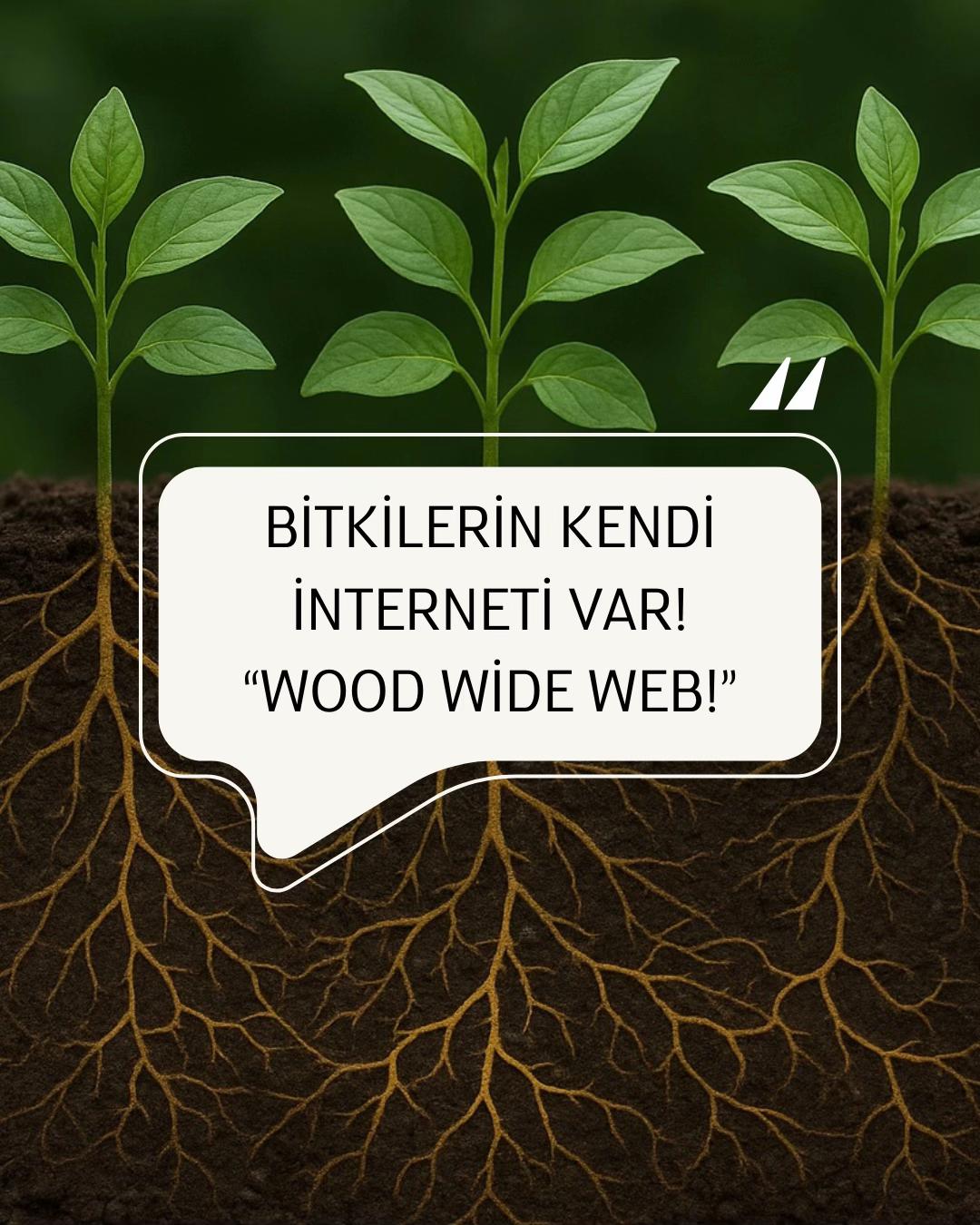 @toprak_nevalesi