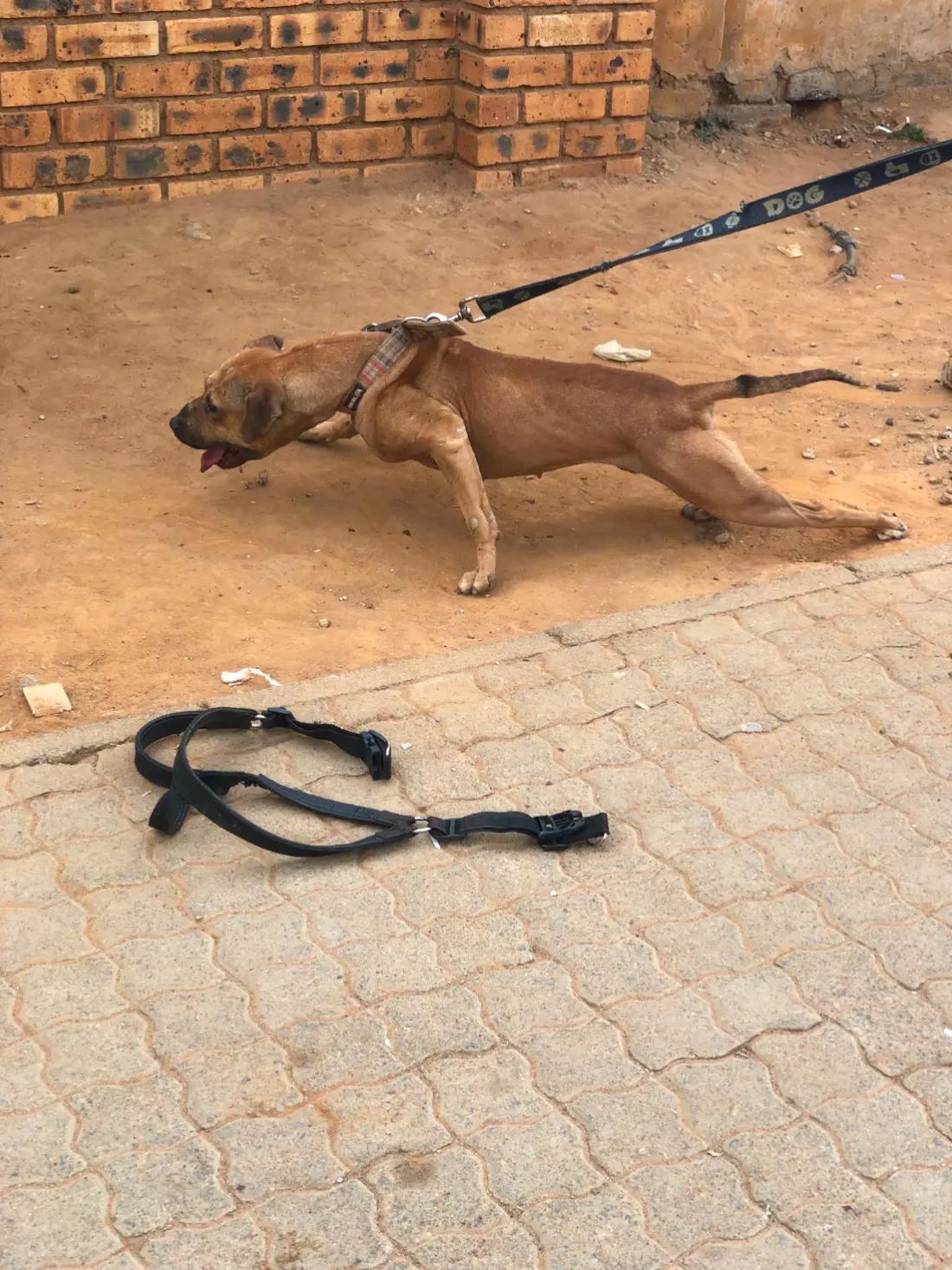 @game dogs apbt