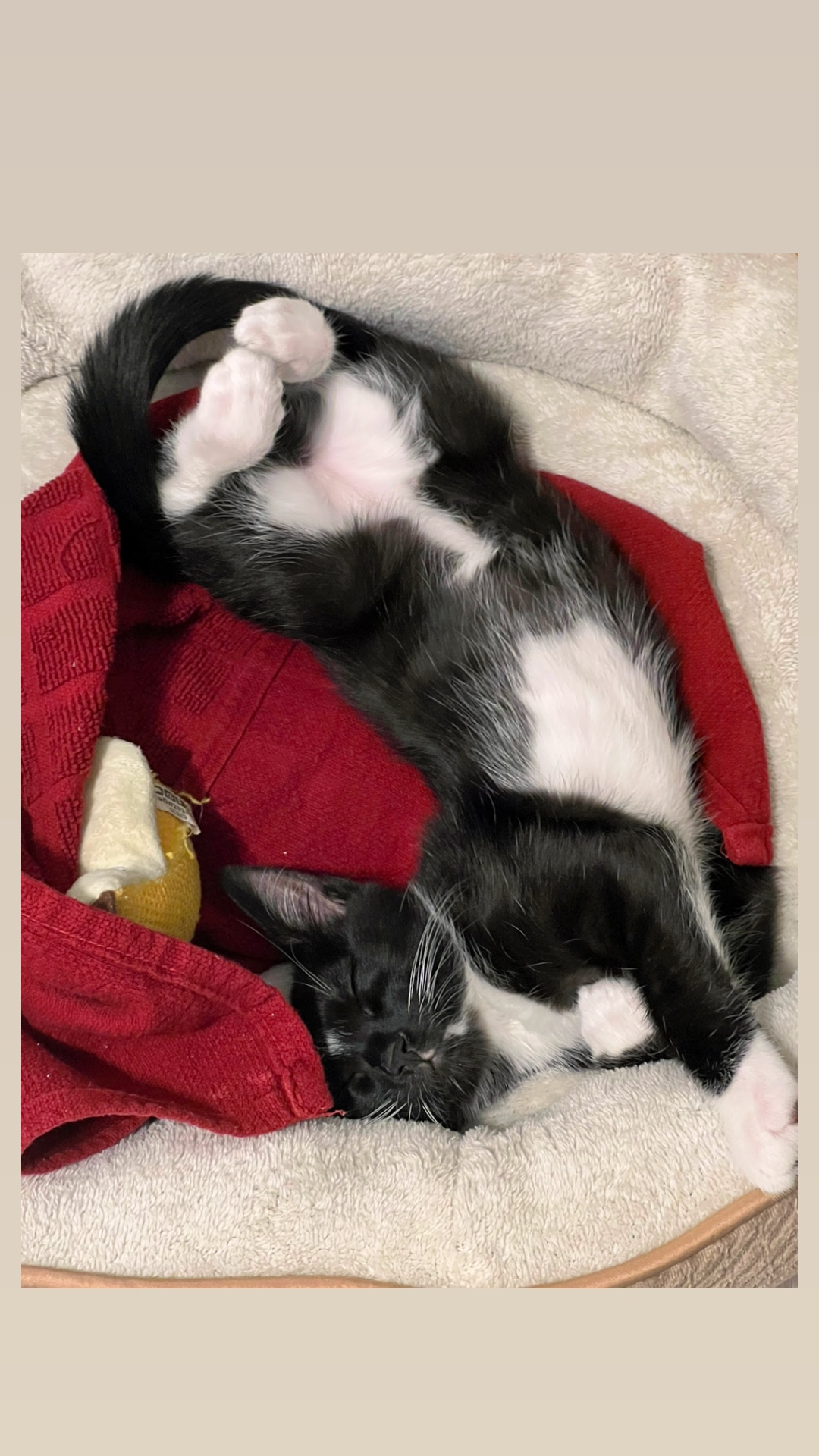 @Ryugyu Cat