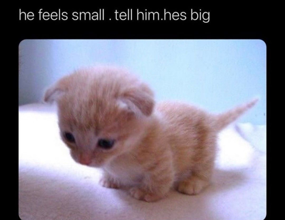 @🐾🐈🖤🤍🧡