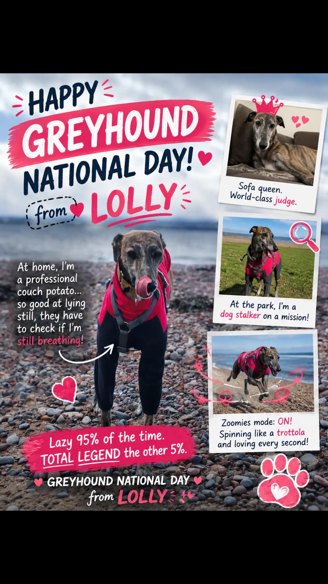 @LollyTheStrayDog