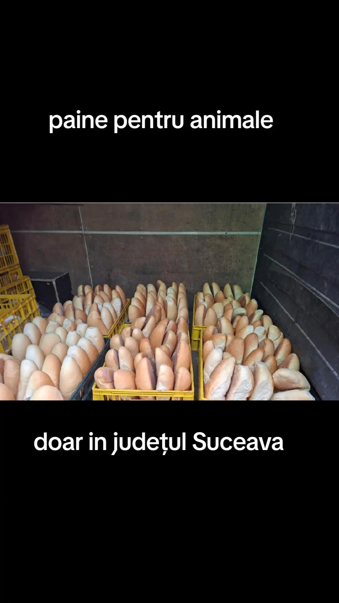 @GrygBoca