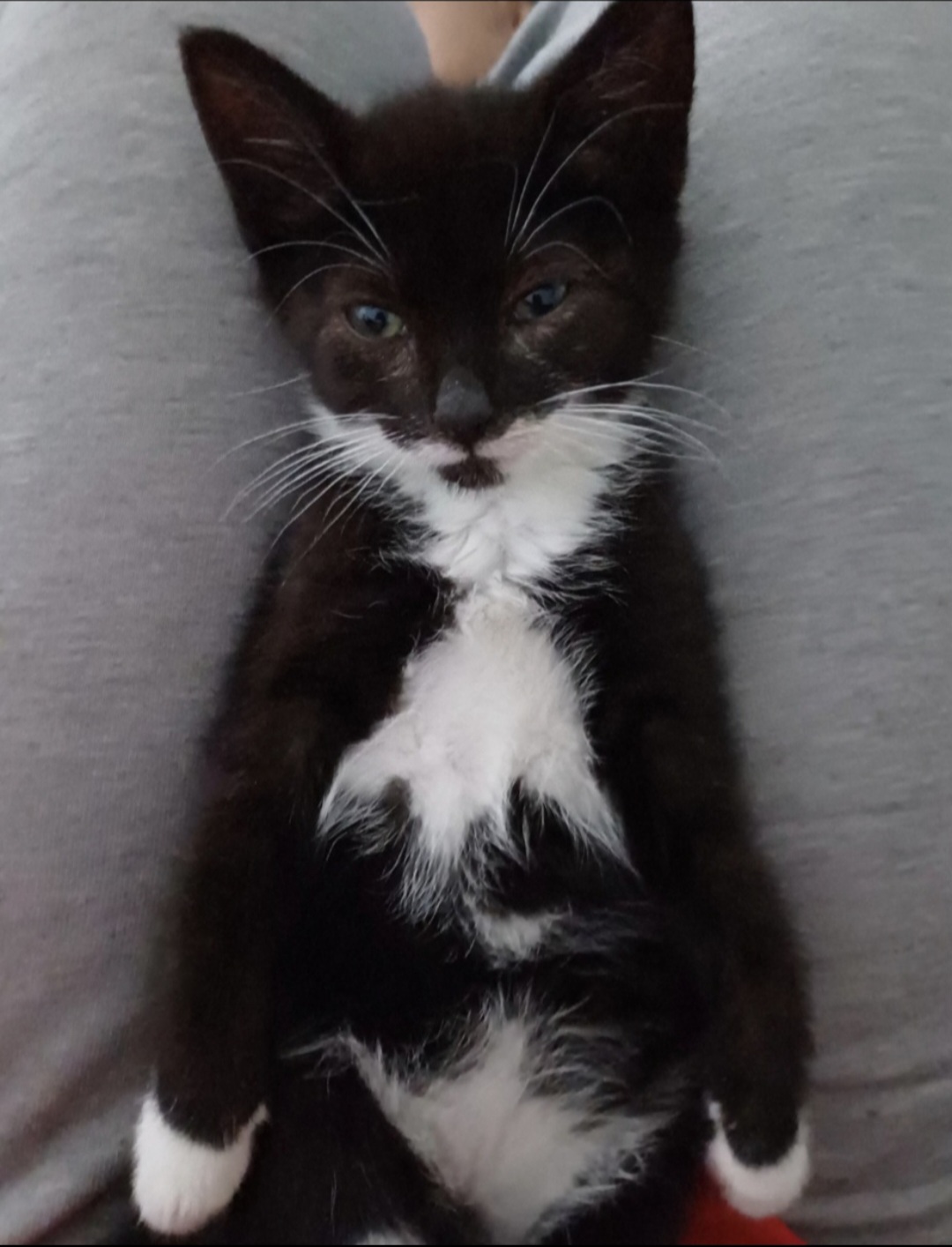 @Truffle the Tuxedo