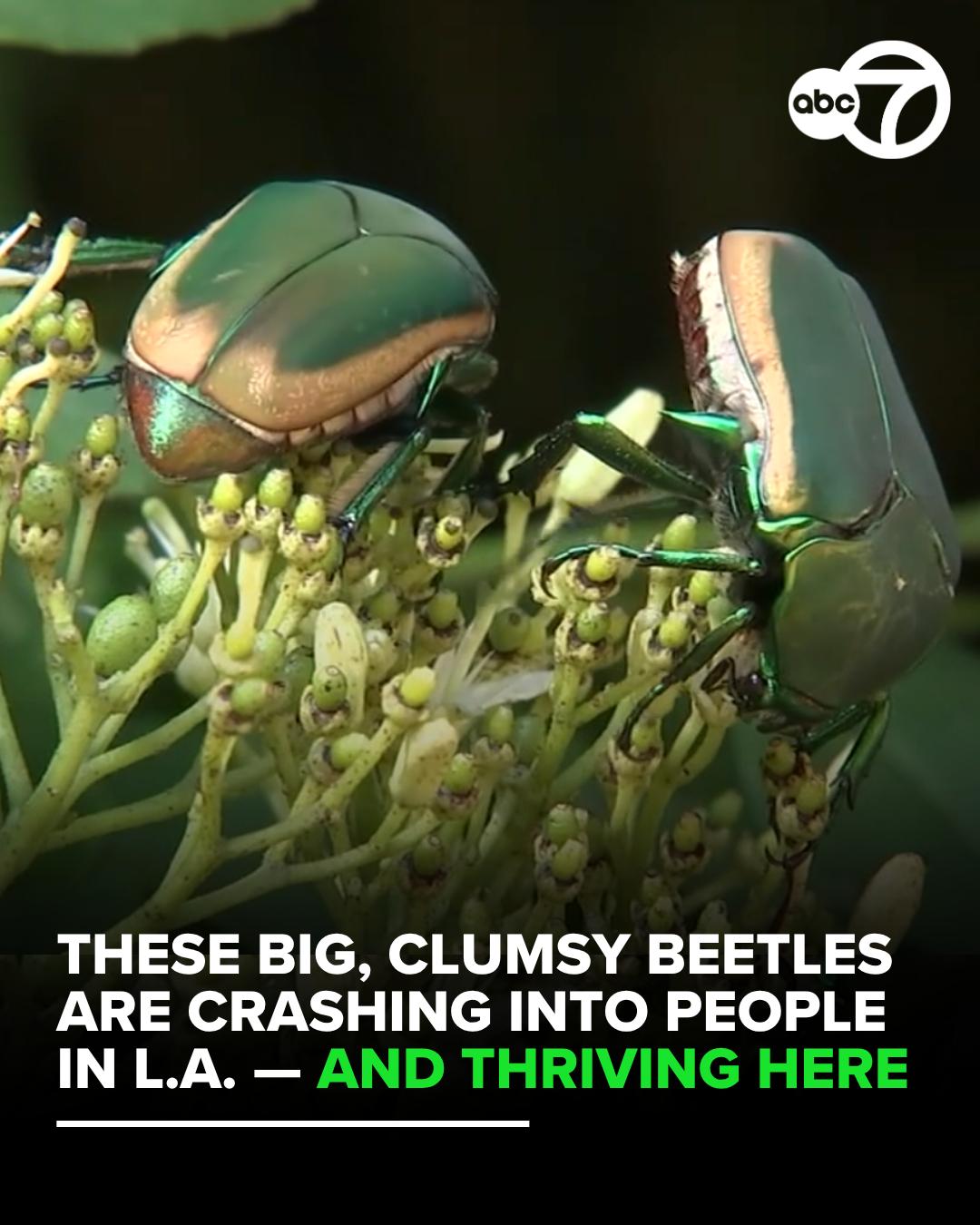 @ABC7LA