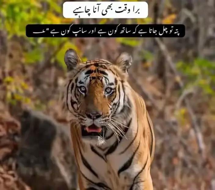 @zahid jutt