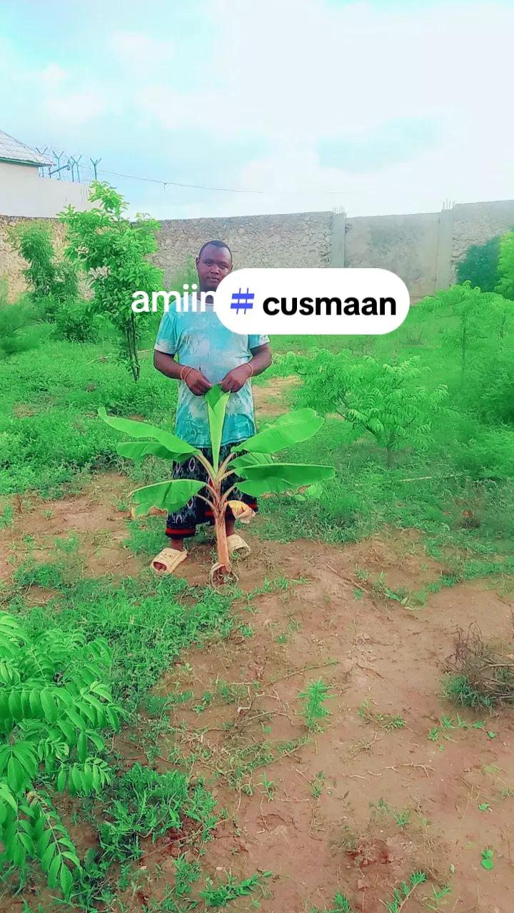 @hambaliyo