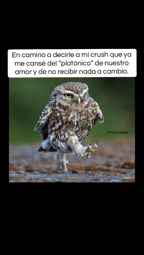 @Mariana Reyes