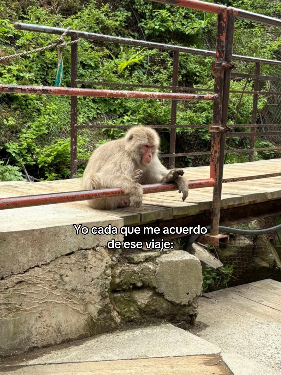 @yooquique
