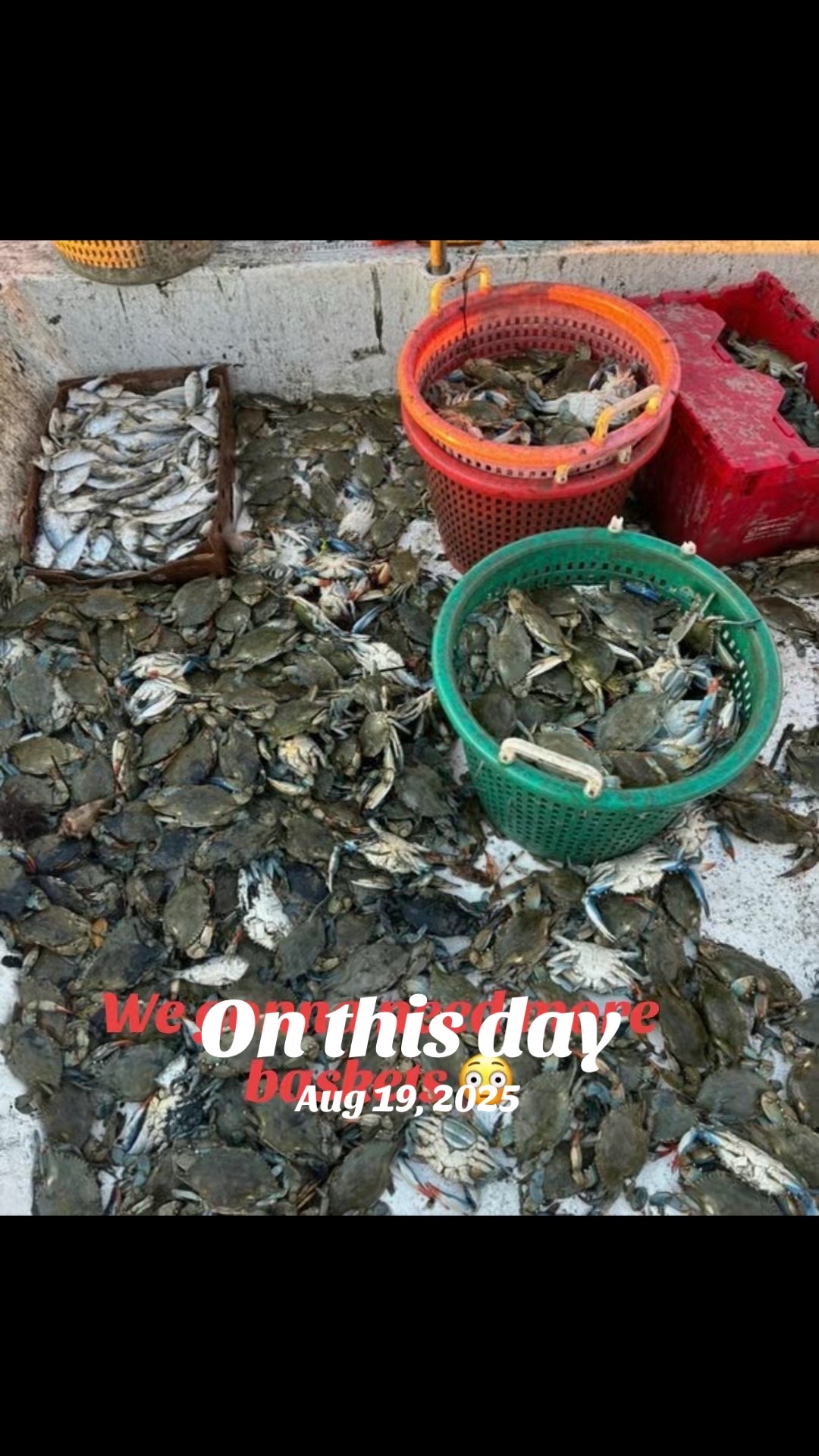 @Crab Mafia