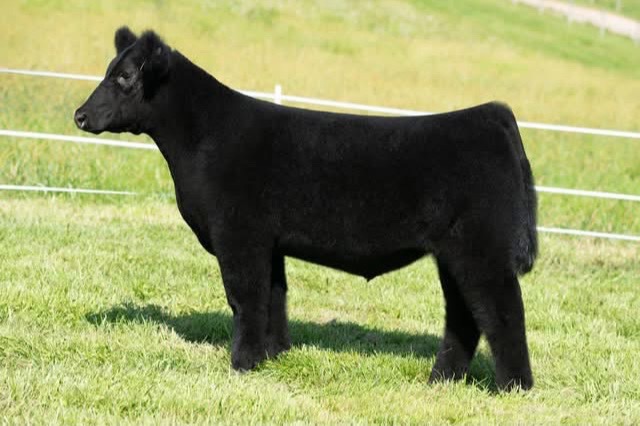 @Matt Lautner Cattle USA