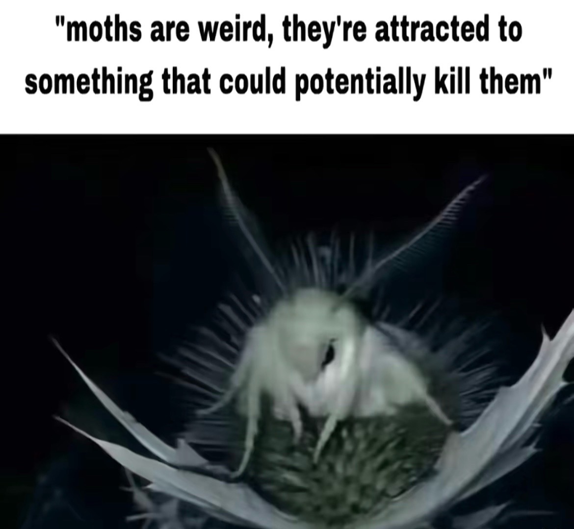 @Oo=*=oO