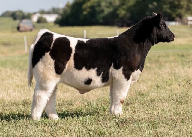 @Matt Lautner Cattle USA