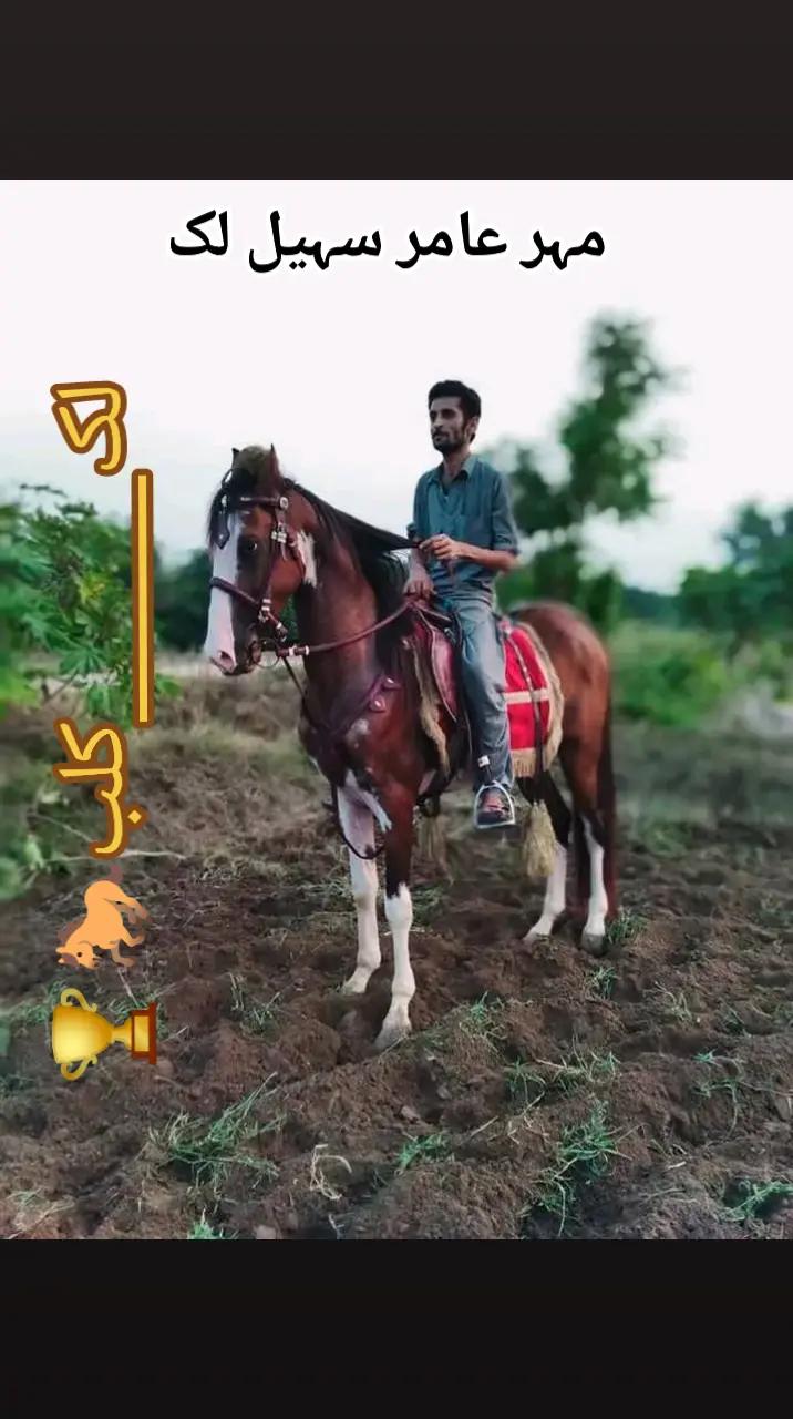 @مہر عامر سہیل لک🐎🏆🥂