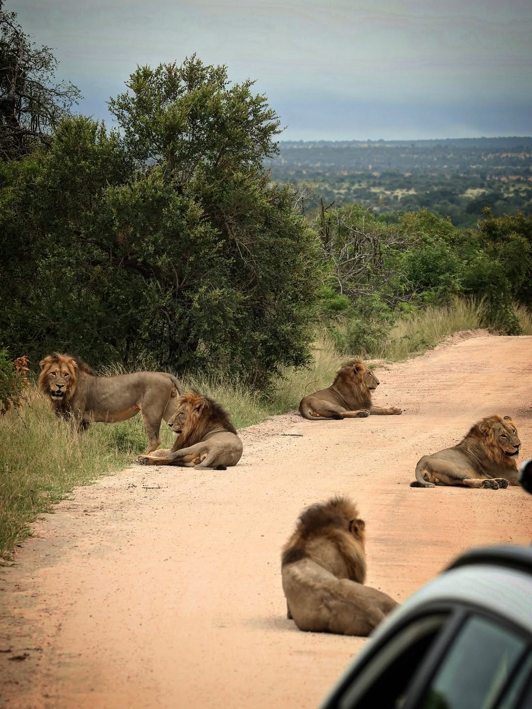 @Lion Sightings