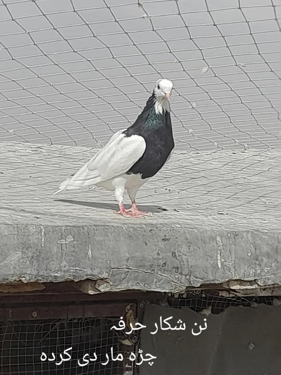 @chamanjanshoukmallroade