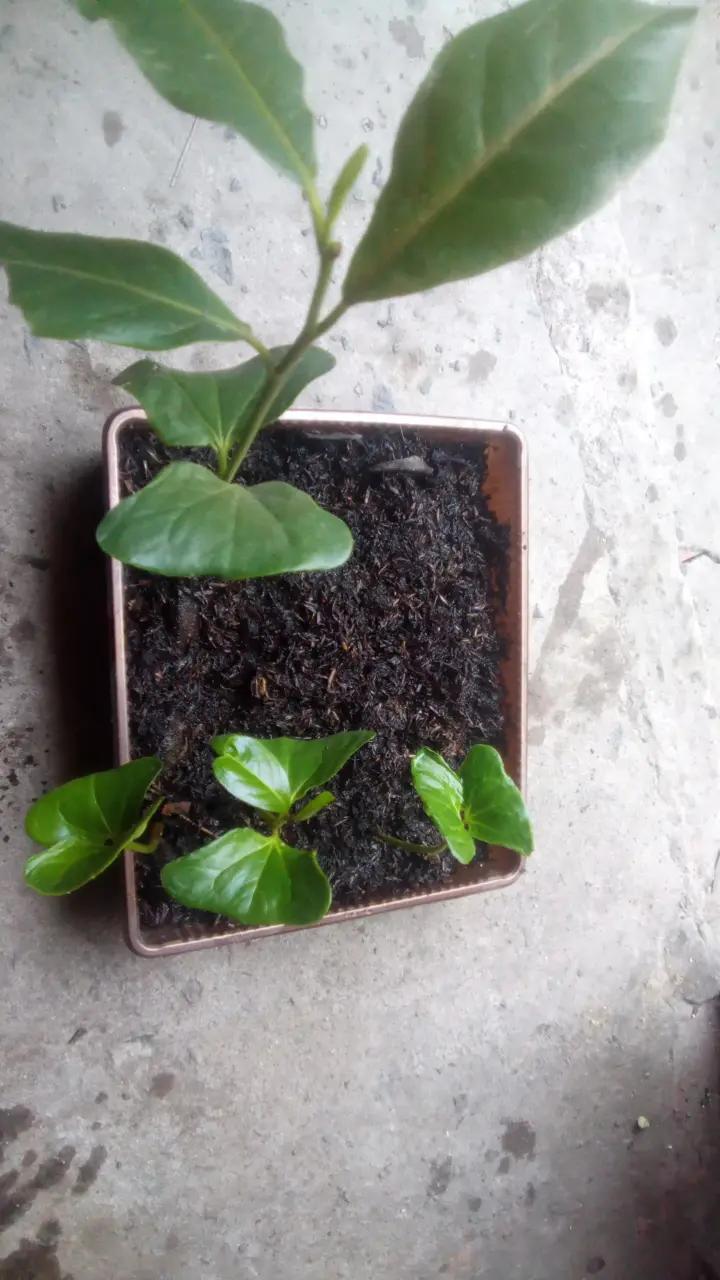 @ᅟᅟᅟᅟᅟℭỏ  𓆉