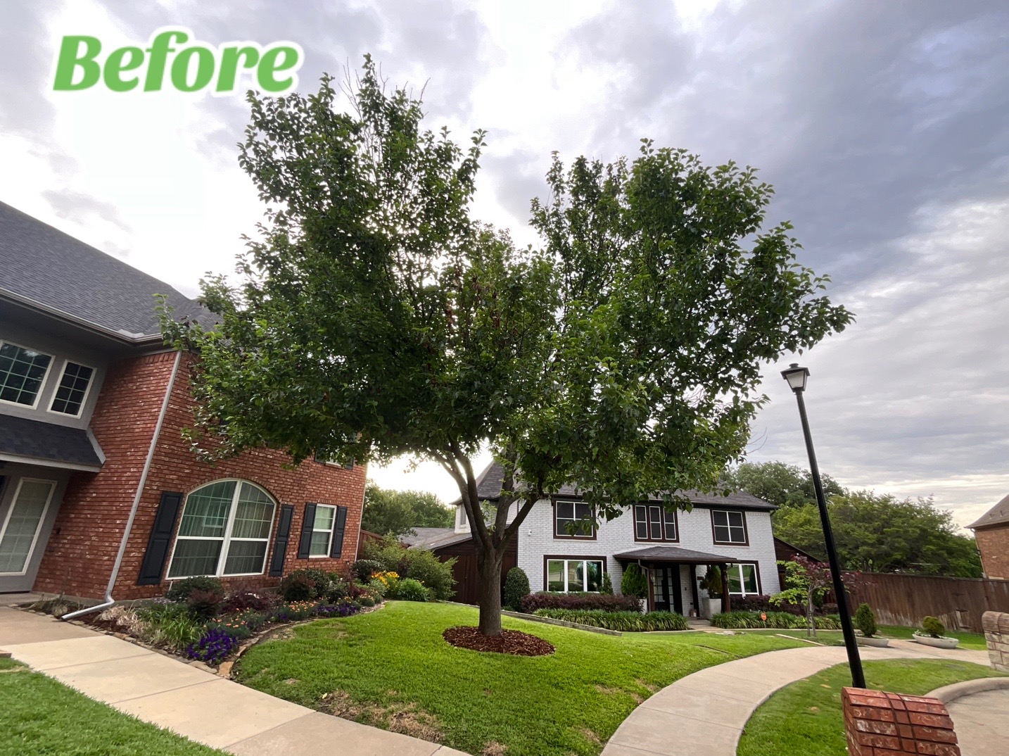 @Live Oak Tree Service