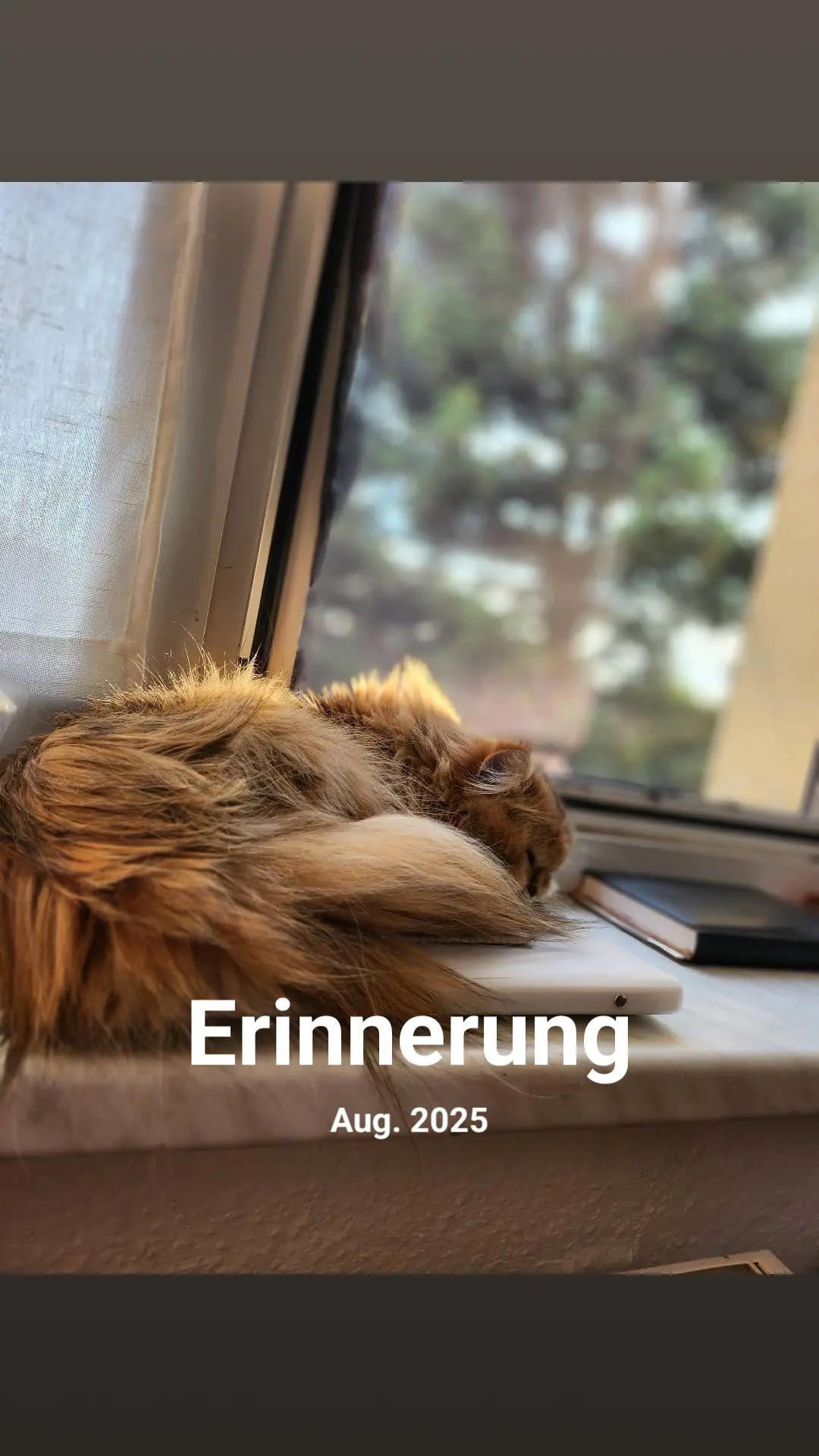 @࣪ ִֶָ☾.𝓛𝓾𝓷𝓪⋆˙