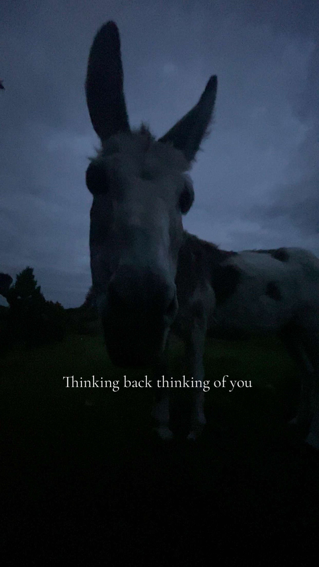 @Saoirse🪽🐎
