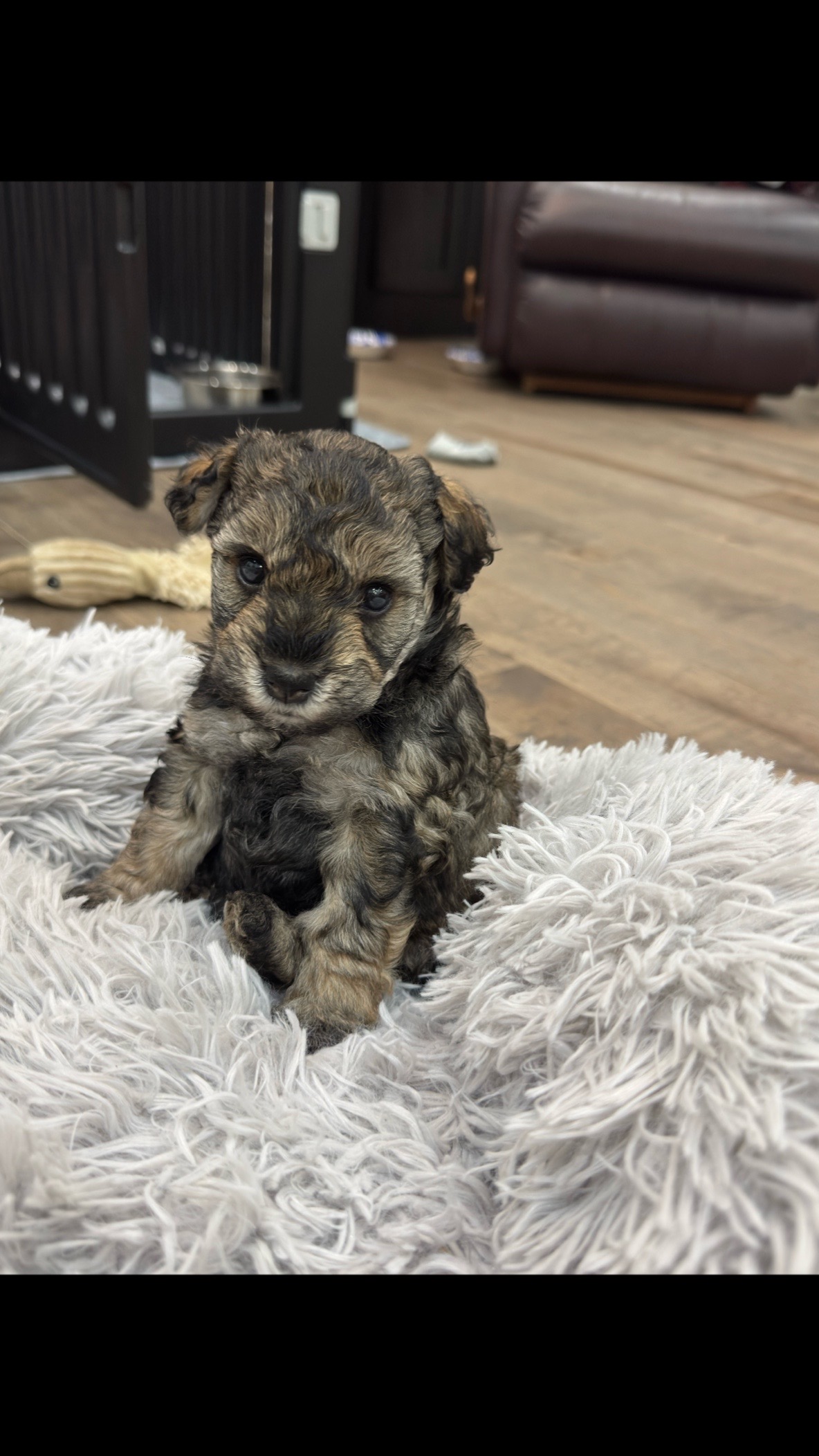 @Black Creek Kennels Schnauzers