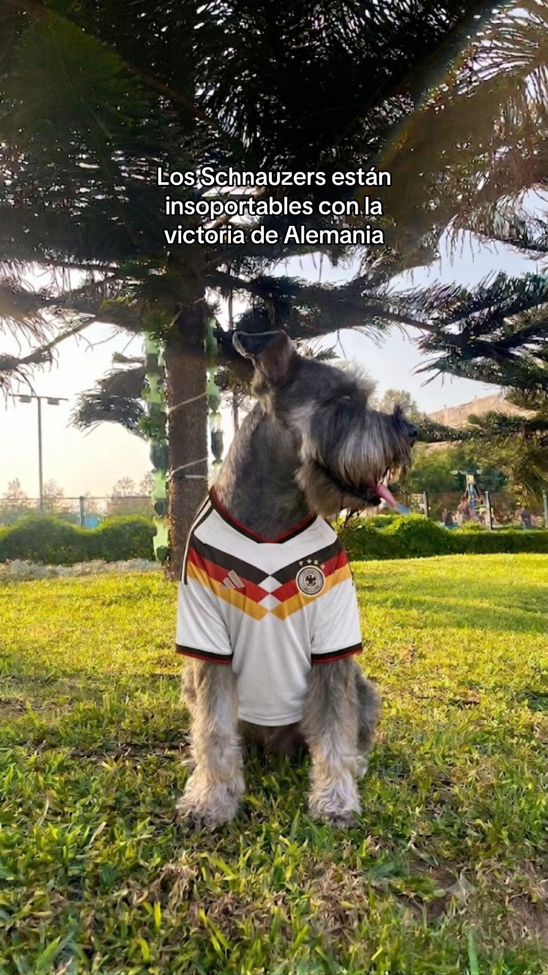 @lukah_schnauzer