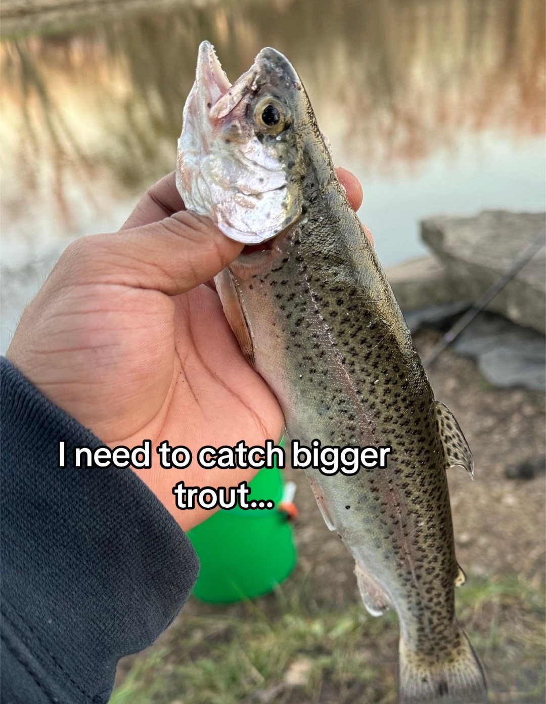 @Cujo Catches