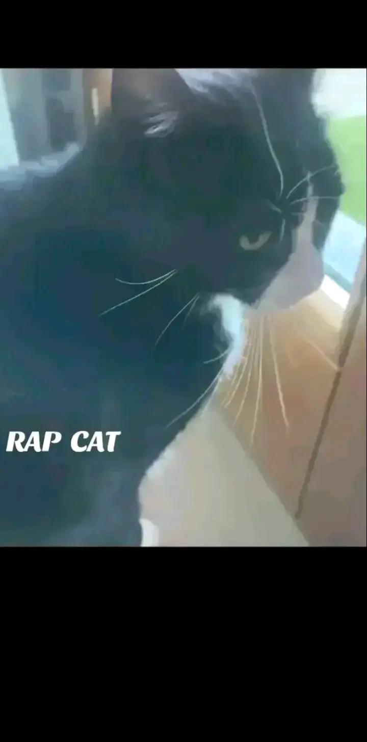 @RAP CAT