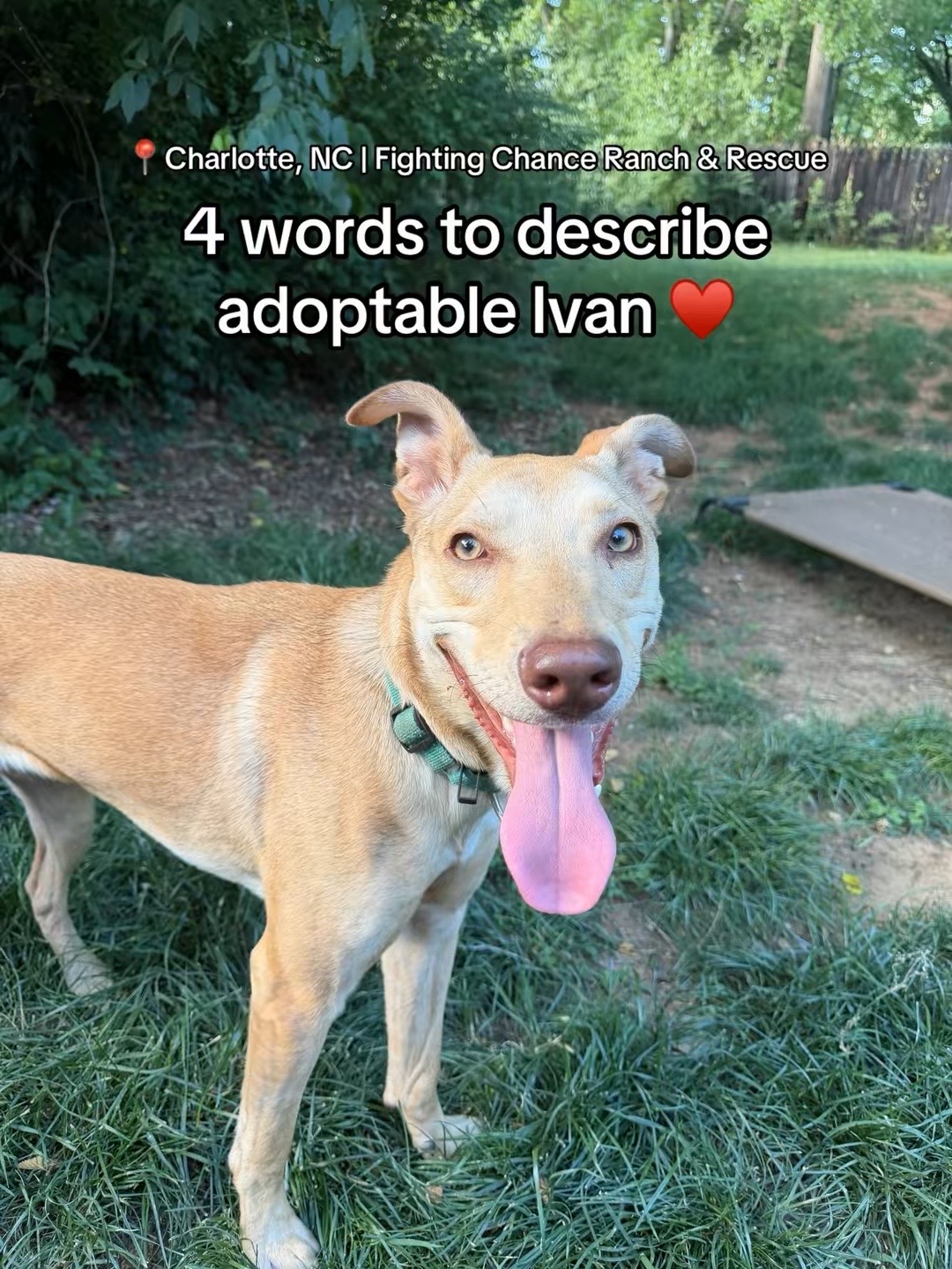 @Adopt a Pet