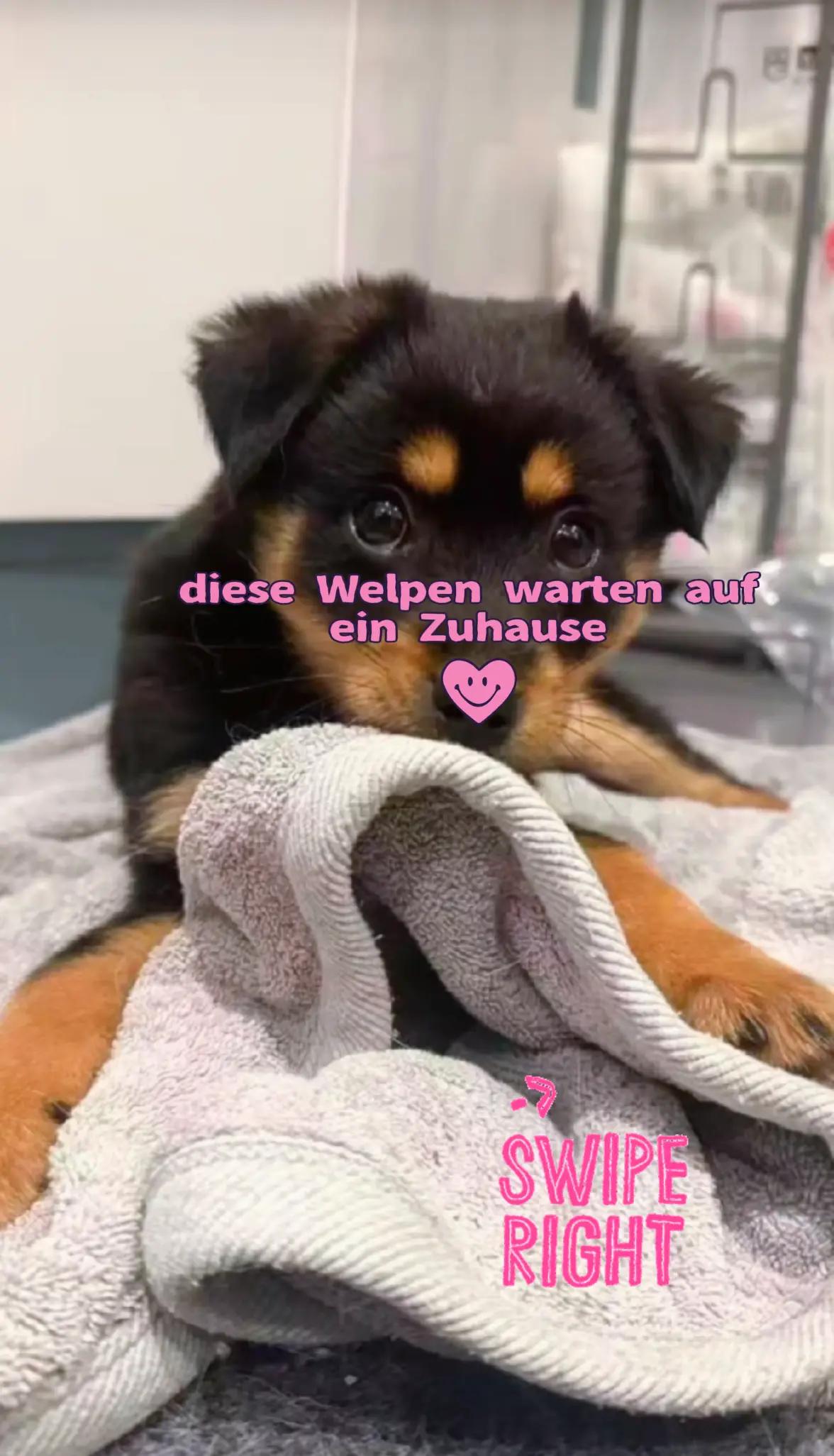 @Bao_En_Temple_animalrescue