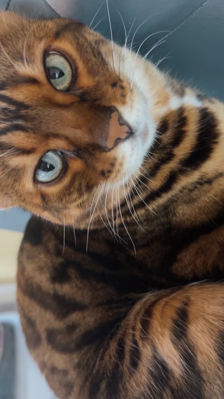 @chester bengal