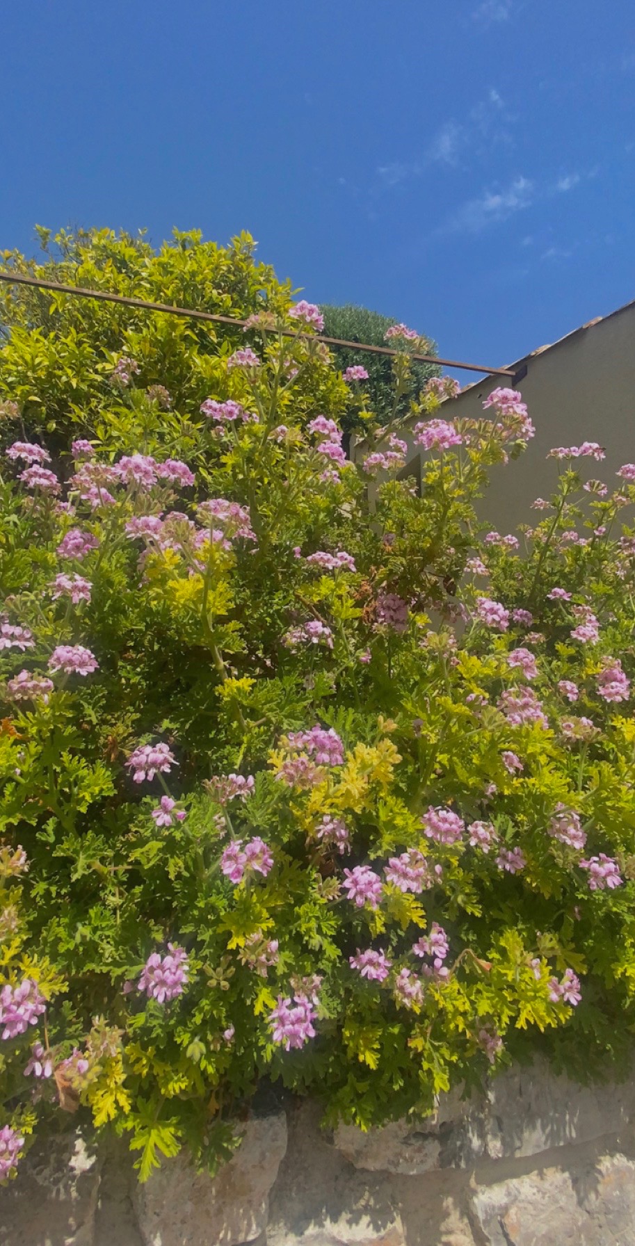 @louu🇵🇹🇵🇹