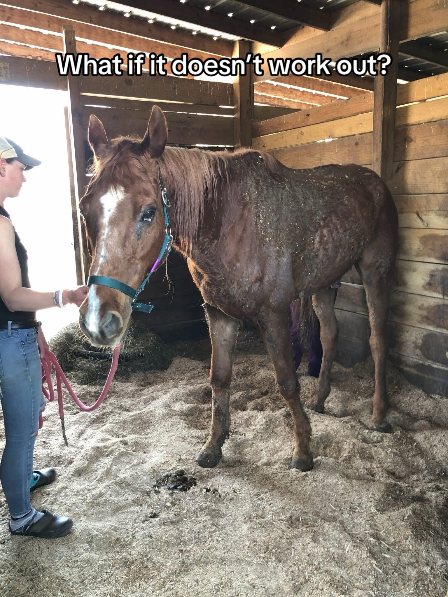 @Days End Farm Horse Rescue