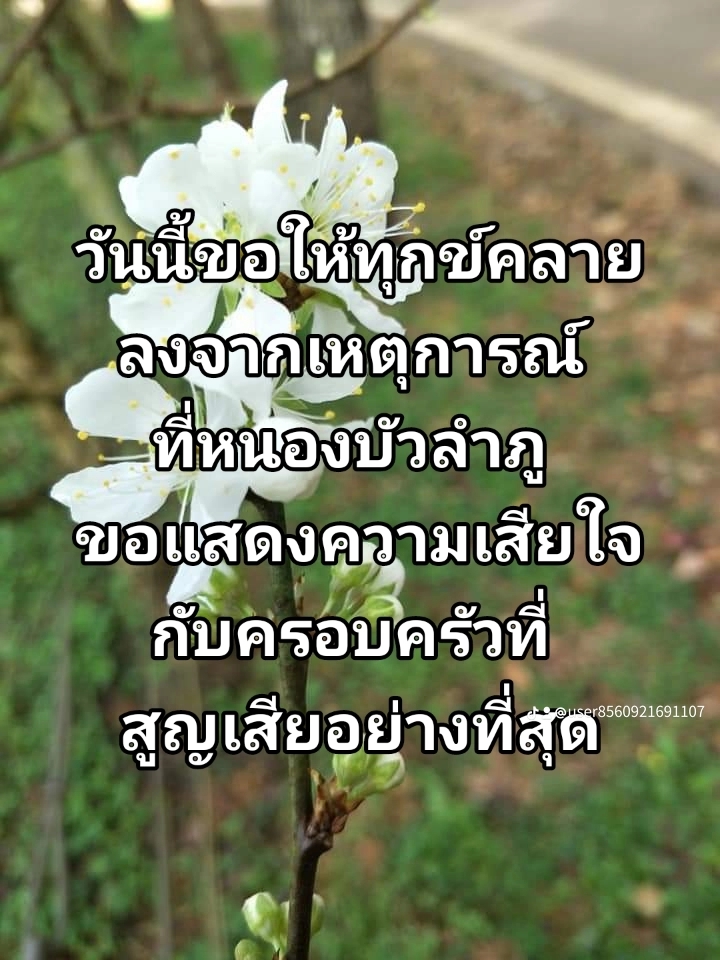 @rose