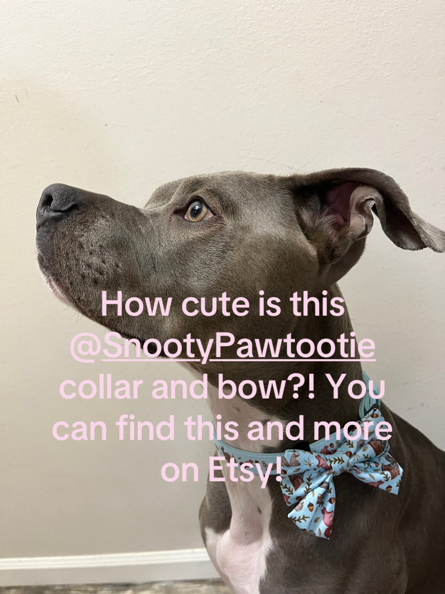 @Ivy the pitty