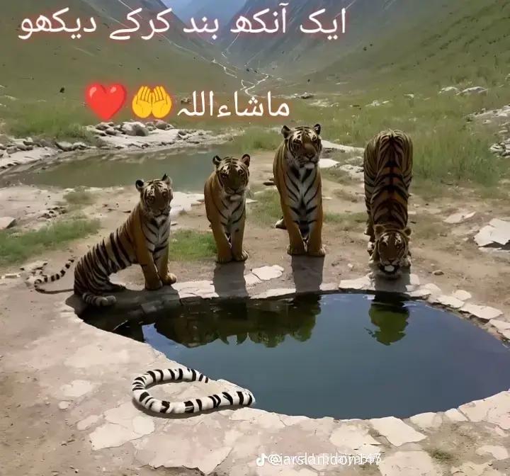 @Salman blouch 786