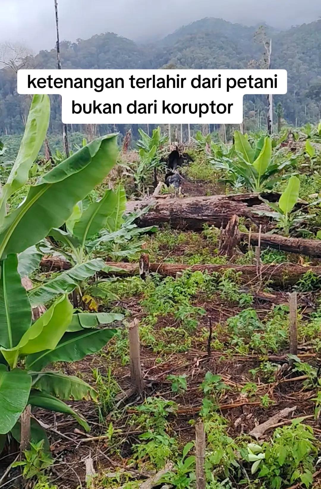@petani kecil ujung tapsel