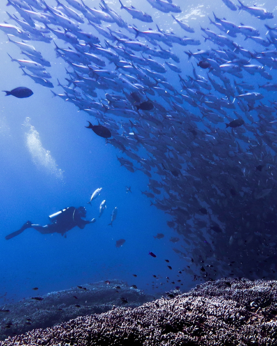 @Scuba Diving with Ara